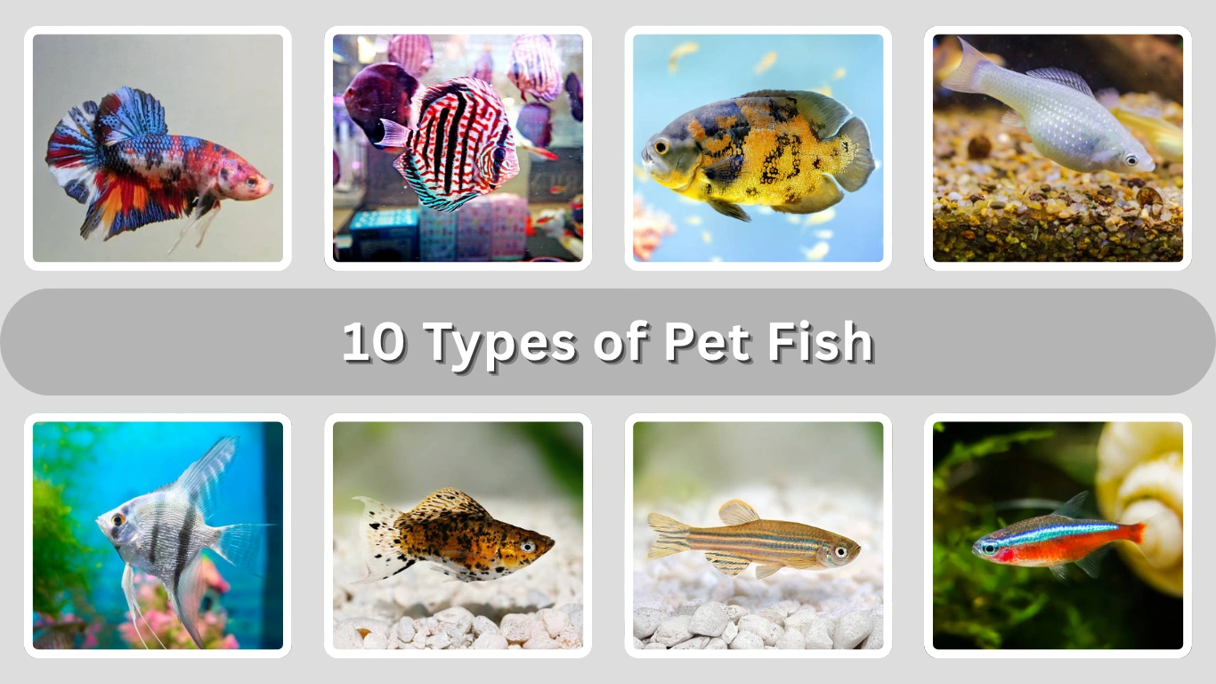 10 Types of Pet Fish (Id, Diet & Picture)