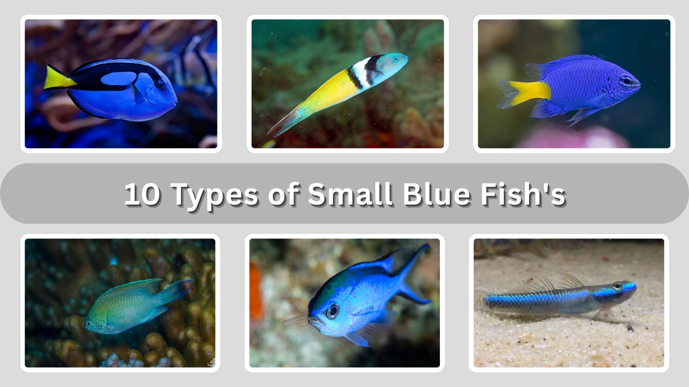 10 Types of Small Blue Fish’s: Identification with Pictures