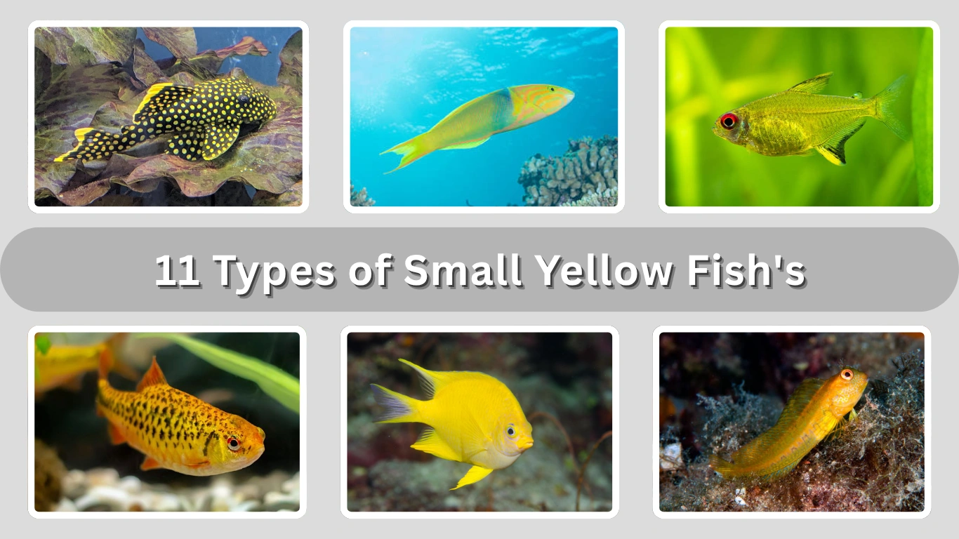 11 Types of Small Yellow Fish’s: Identification & Pictures