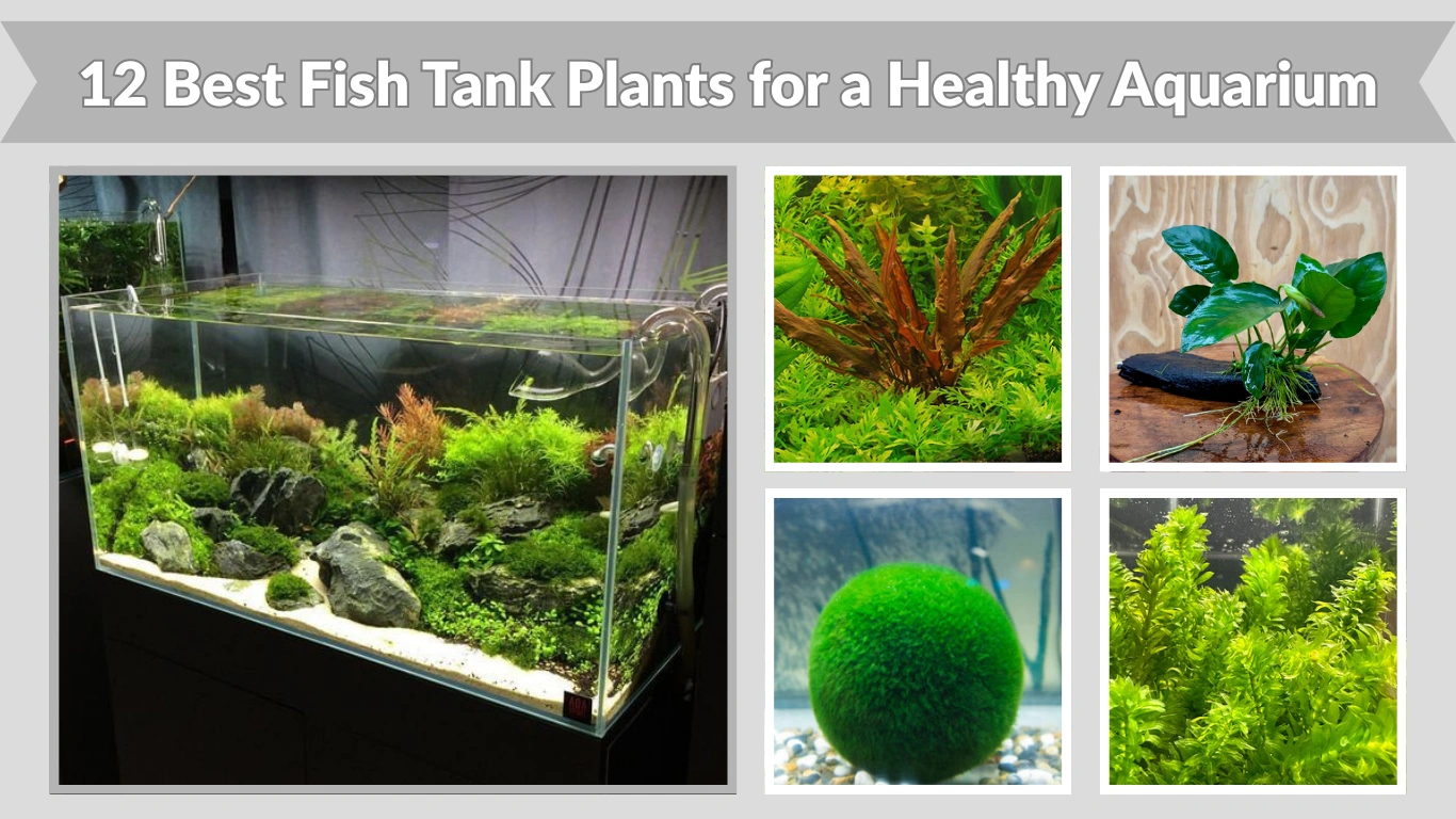 12 Best Fish Tank Plants for a Healthy Aquarium