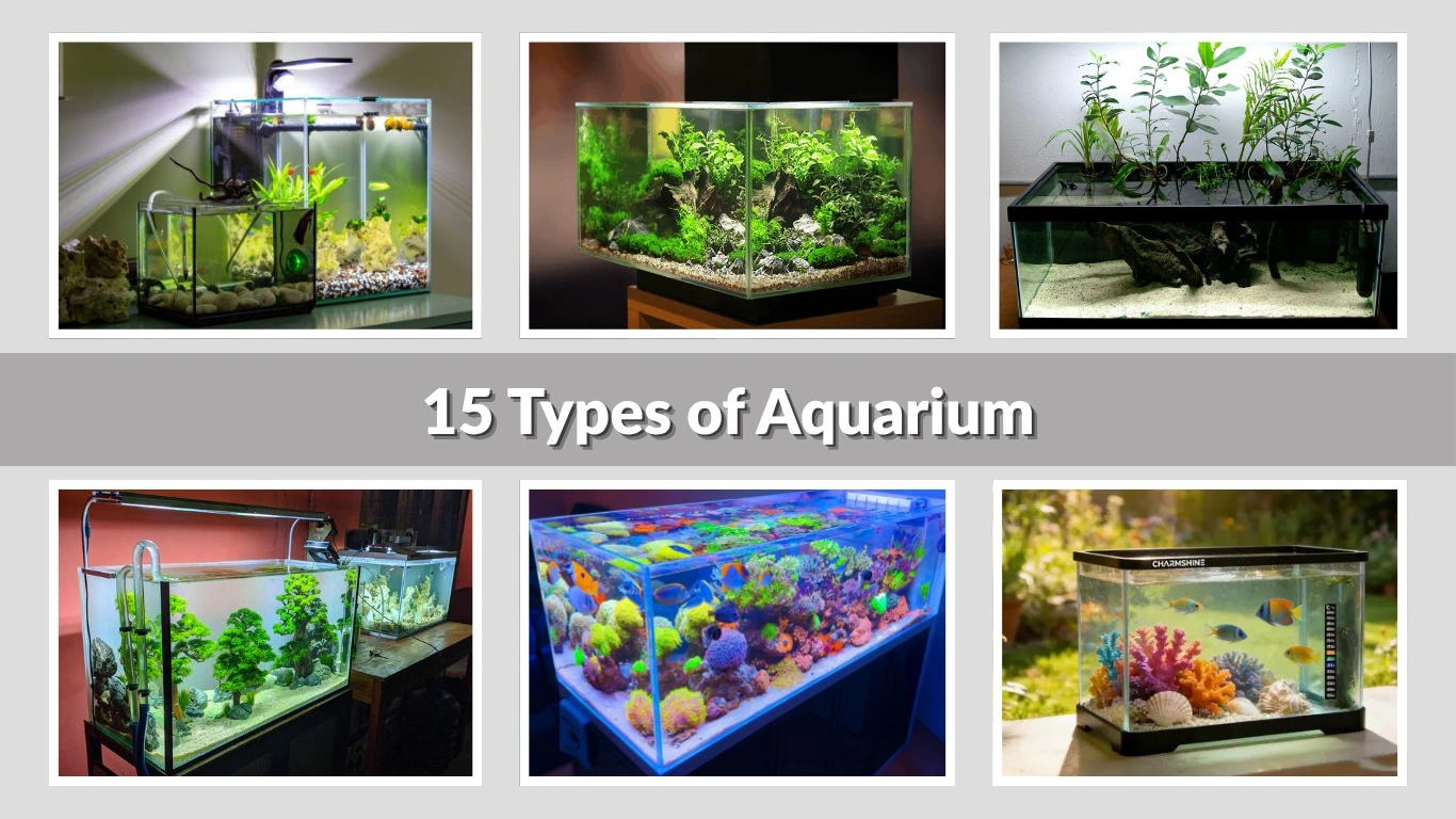 15 Types of Aquarium : Place to need, Care fish, Size and more