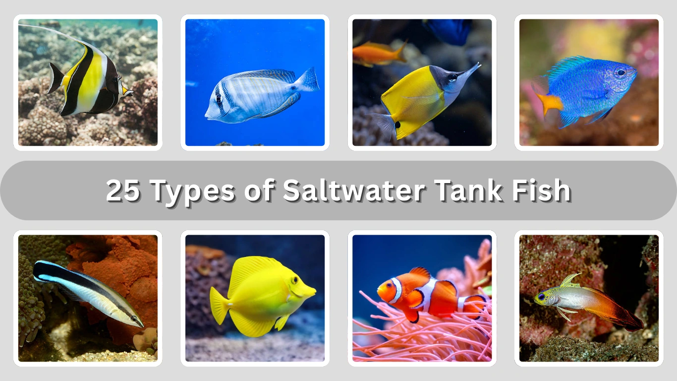 25 Types of Saltwater Tank Fish (Id, Diet & Picture)