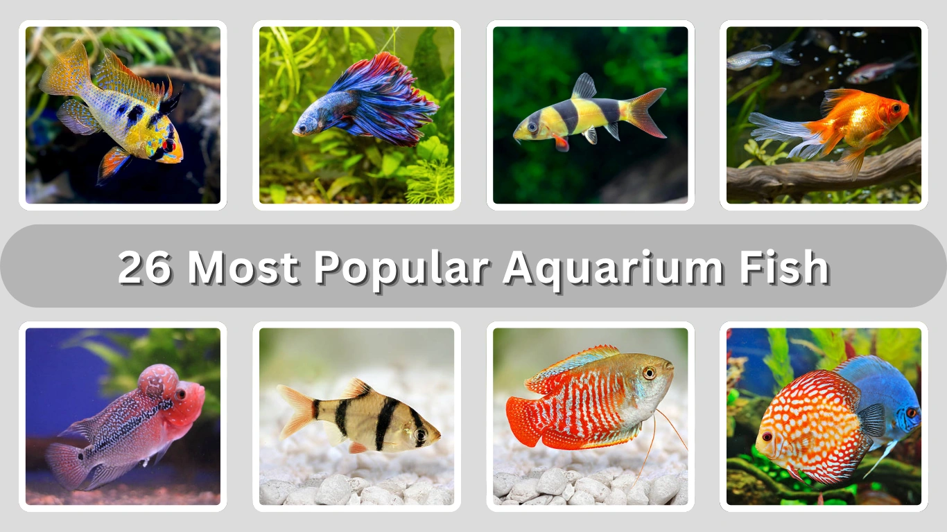 26 Most Popular Aquarium Fish (Identification with Pictures )