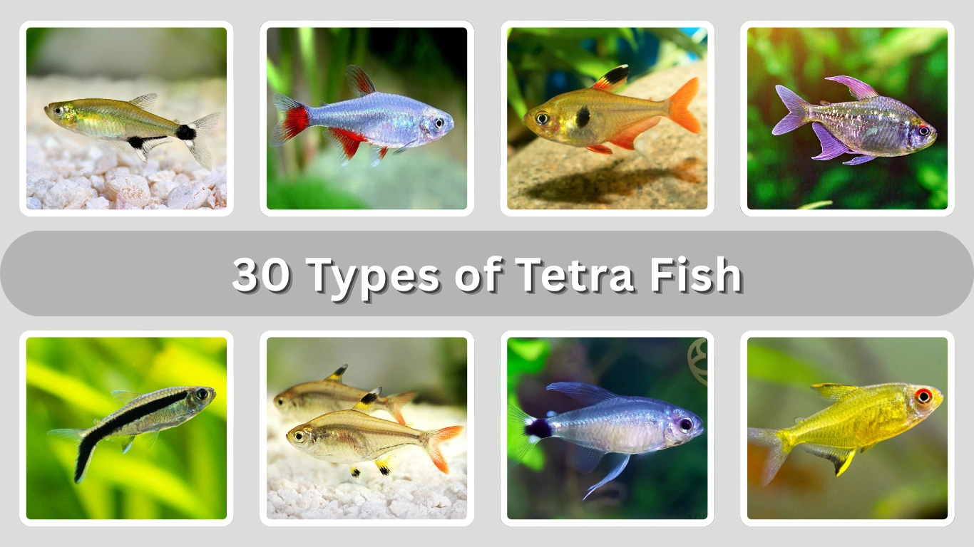 30 Types of Tetra Fish Identification with Pictures
