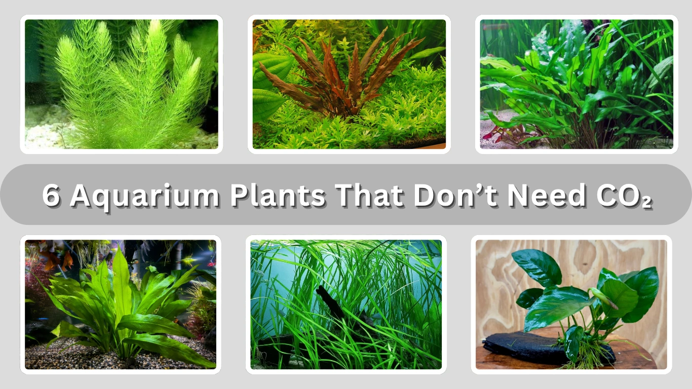 6 Aquarium Plants That Don’t Need CO₂ for Easy Growth