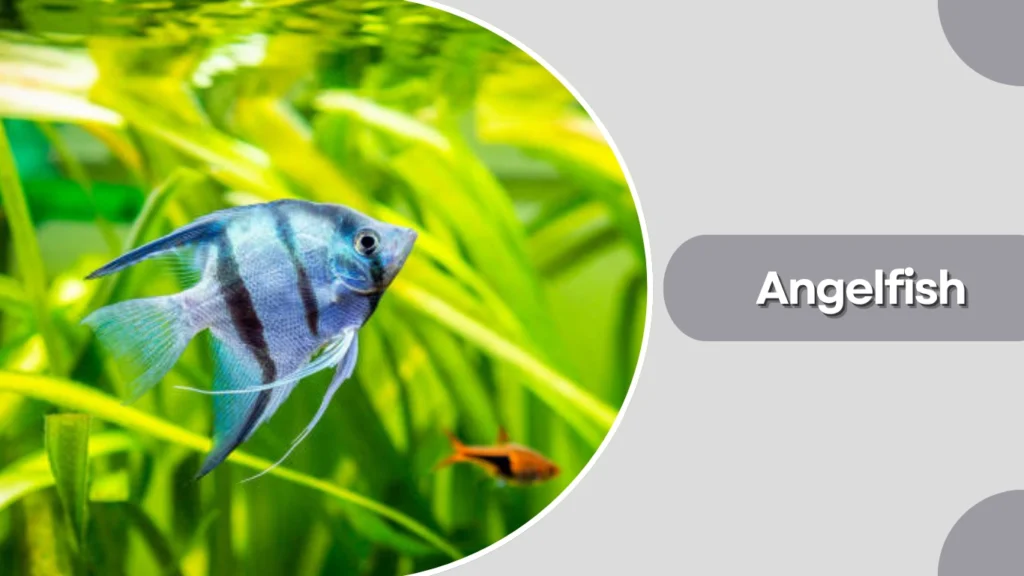 Angelfish