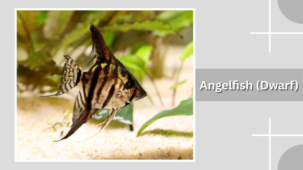 Angelfish (Dwarf)