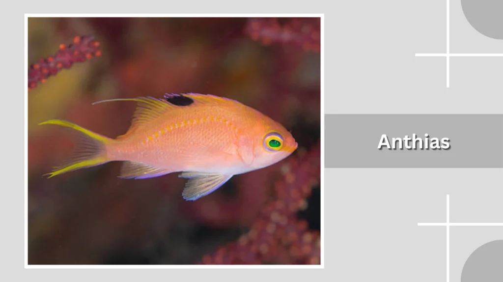 Anthias