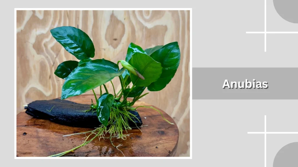 Anubias
