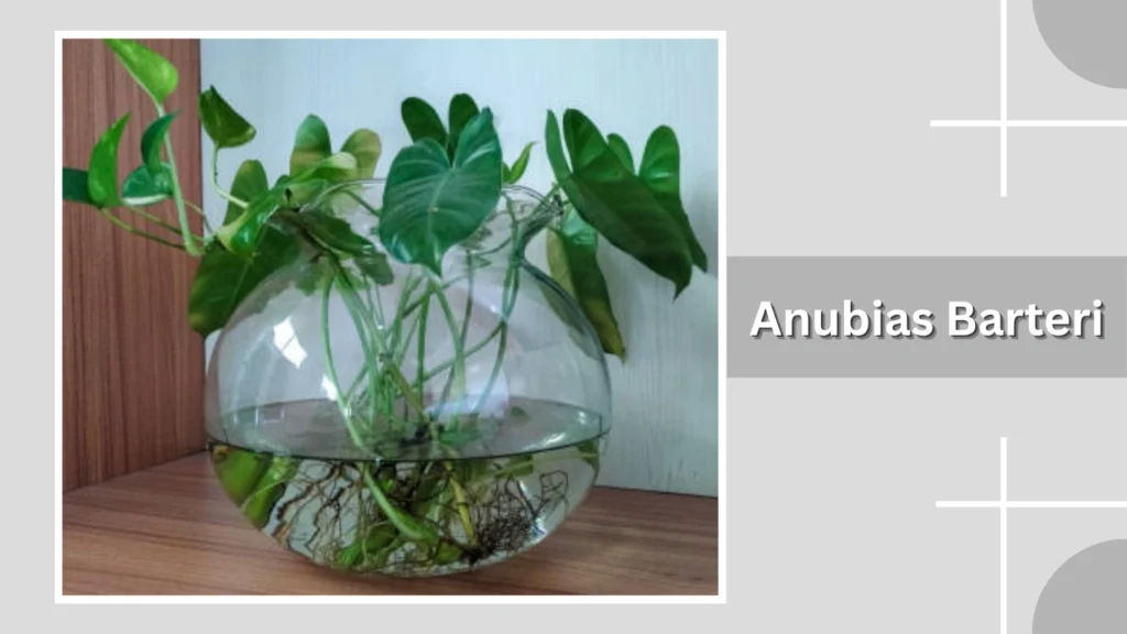 Anubias Barteri