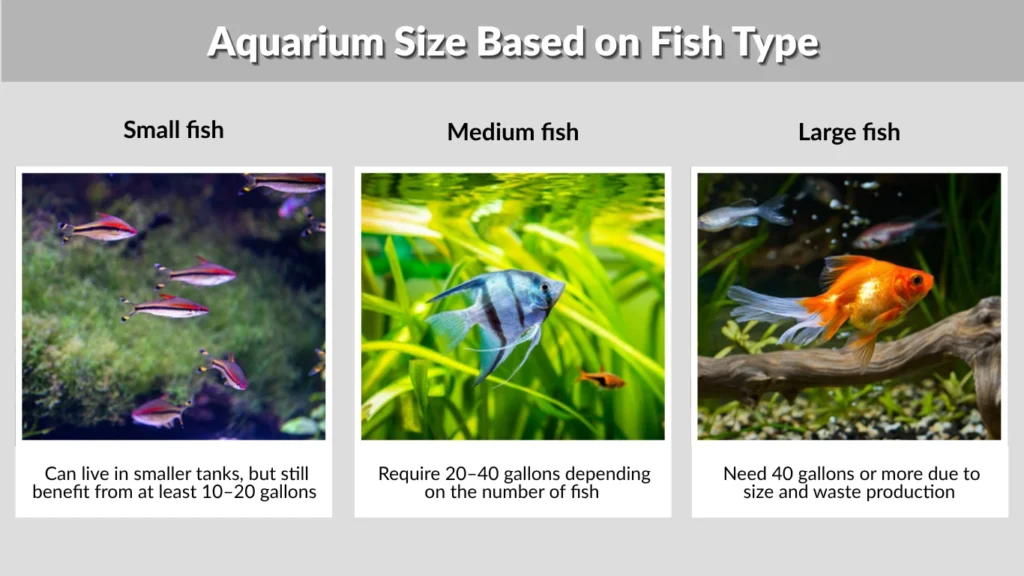 Aquarium Size Based on Fish Type