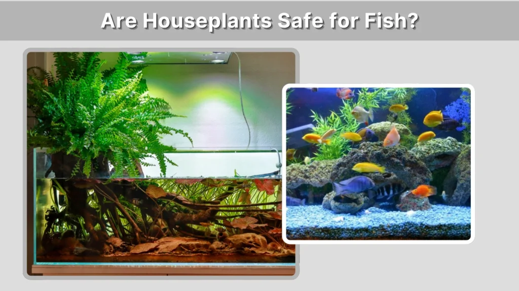 Are Houseplants Safe for Fish