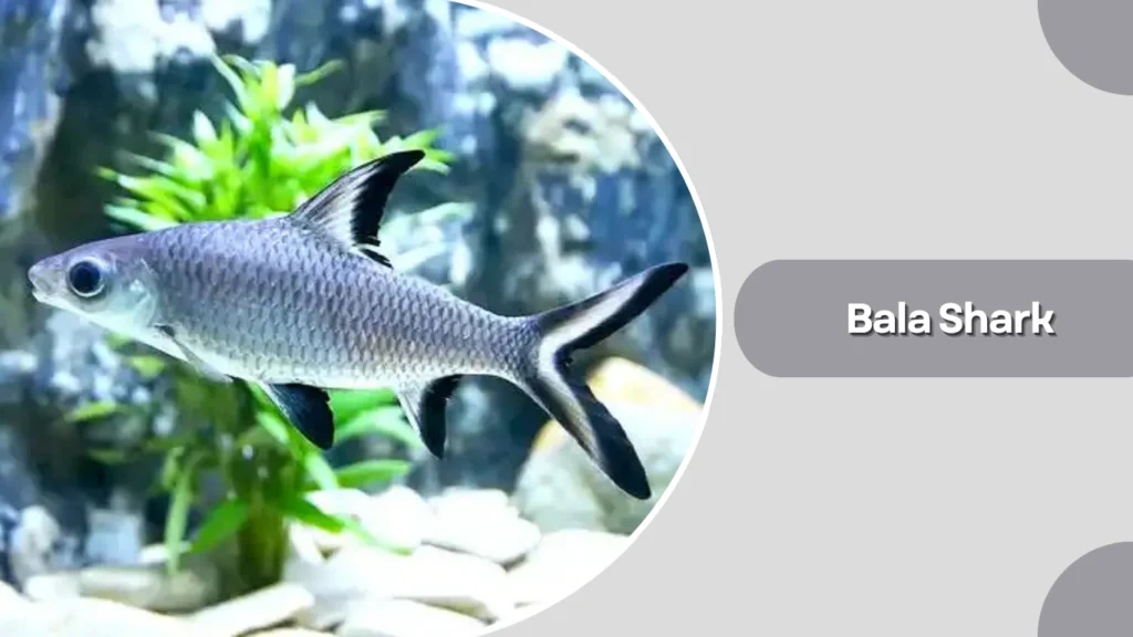 Bala Shark