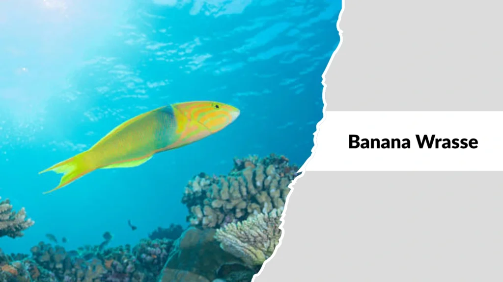 Banana Wrasse