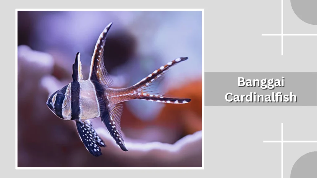 Banggai Cardinalfish