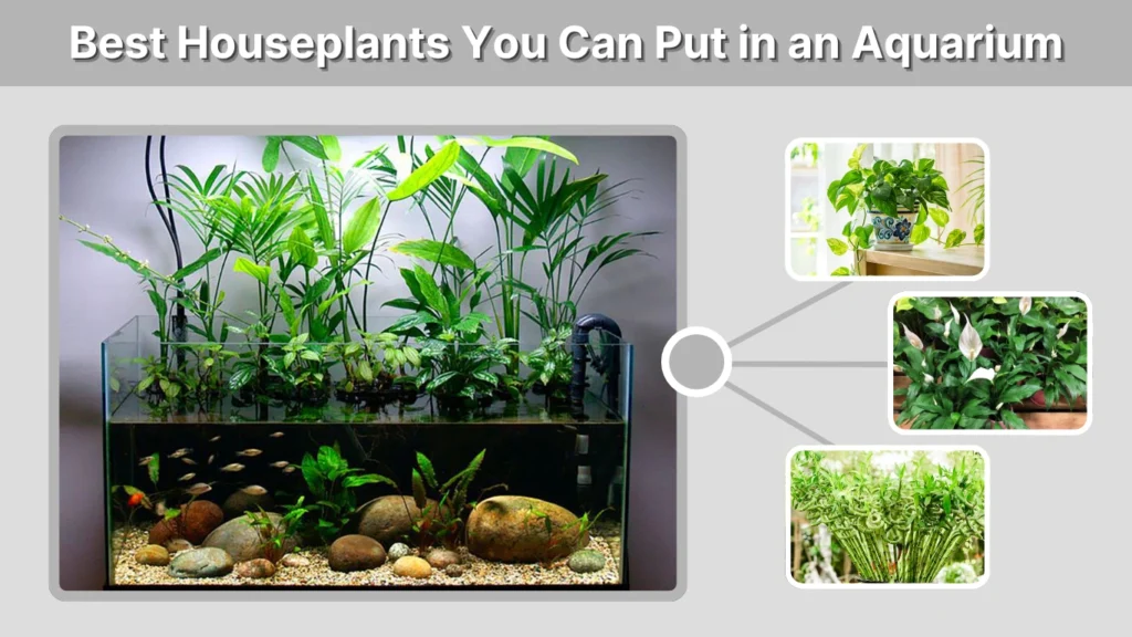 Best Houseplants You Can Put in an Aquarium