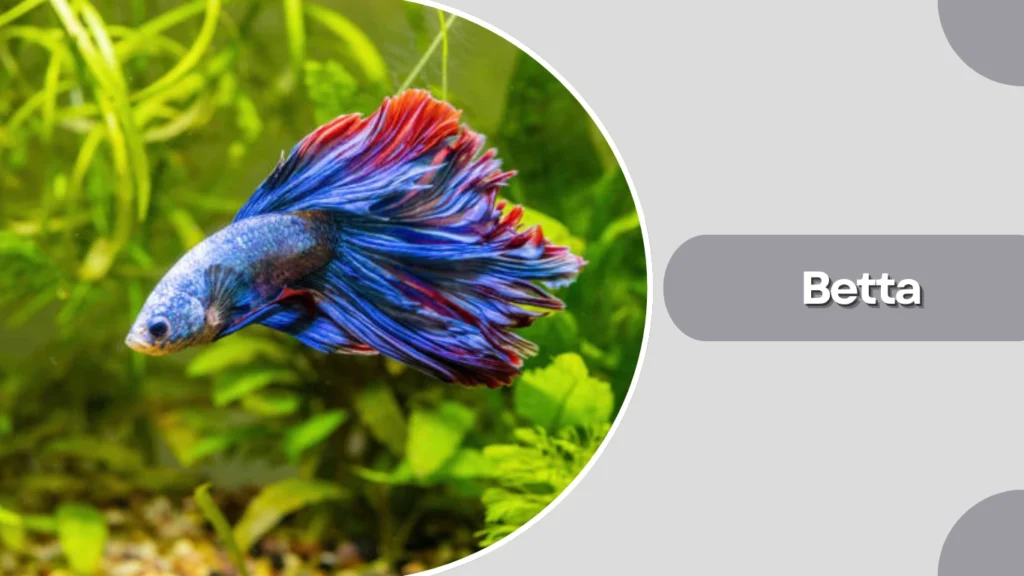 Betta