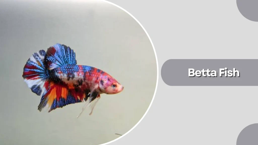 Betta Fish
