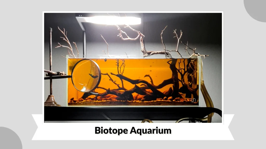 Biotope Aquarium