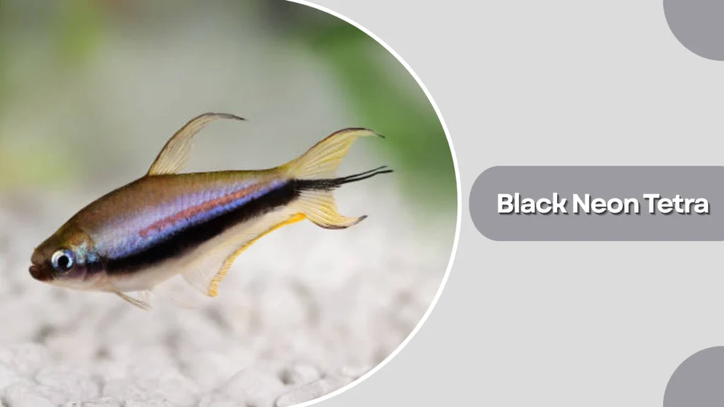 Black Neon Tetra