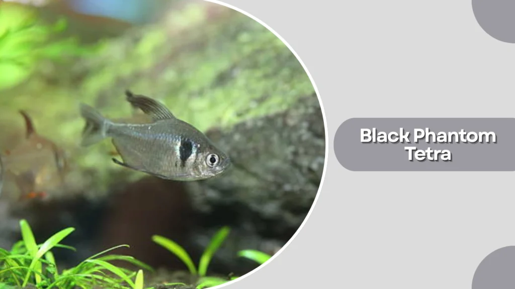 Black Phantom Tetra