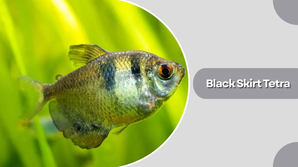 Black Skirt Tetra