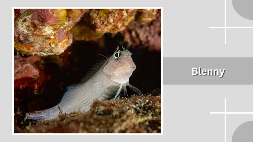 Blenny