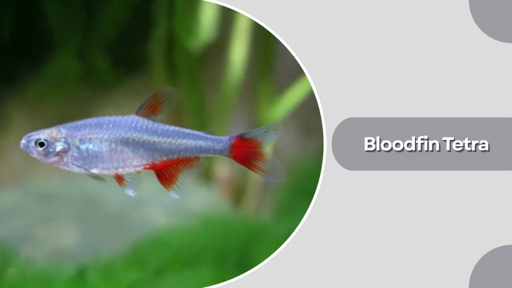 Bloodfin Tetra