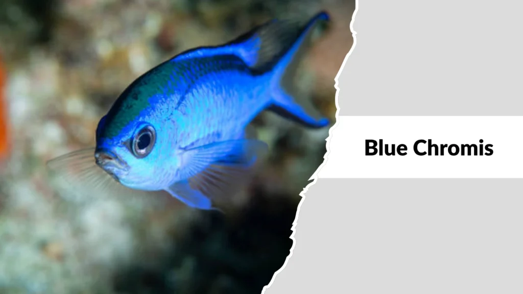 Blue Chromis