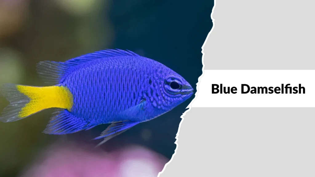 Blue Damselfish