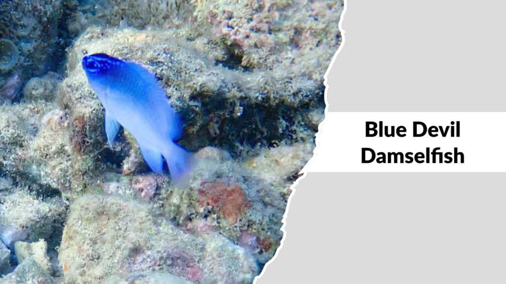 Blue Devil Damselfish