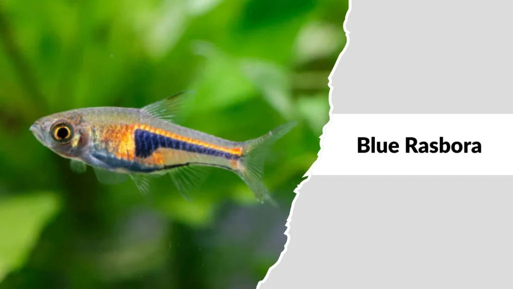 Blue Rasbora