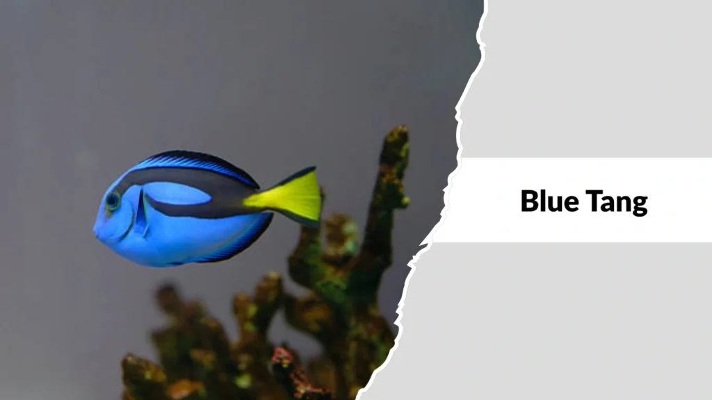 Blue Tang