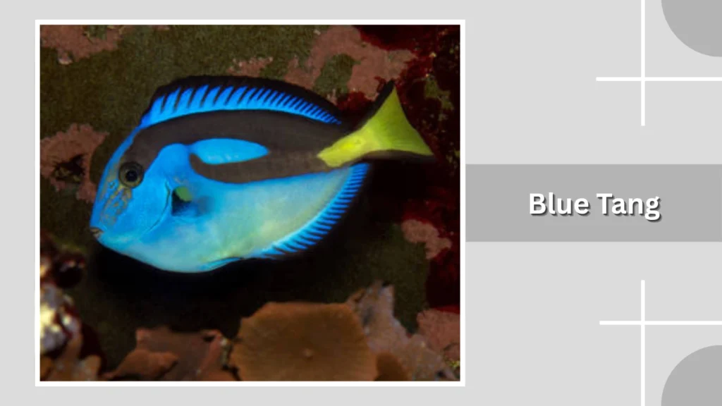 Blue Tang