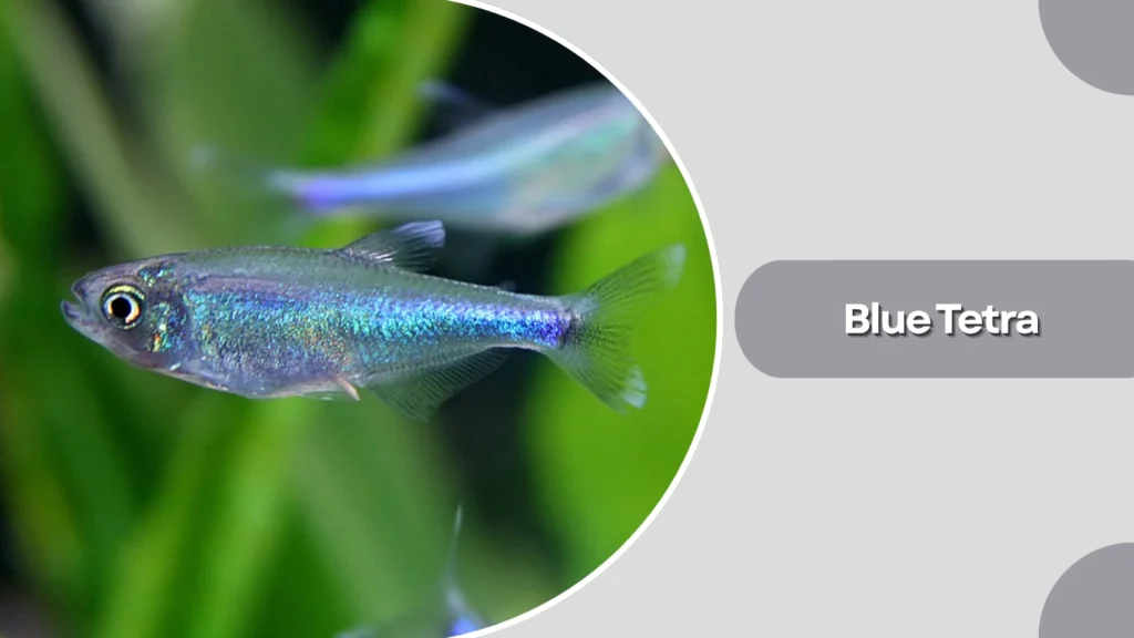 Blue Tetra