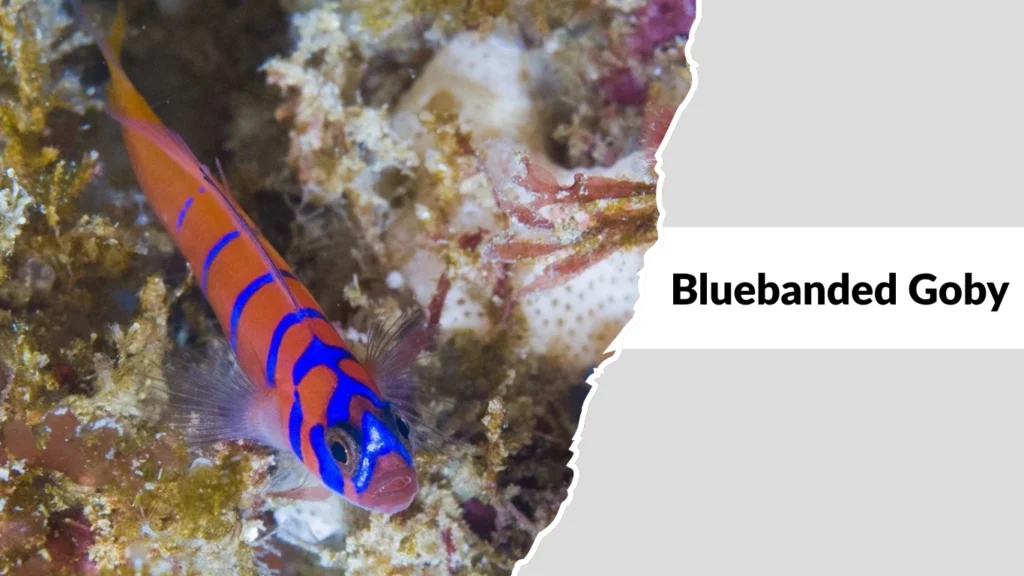 Bluebanded Goby