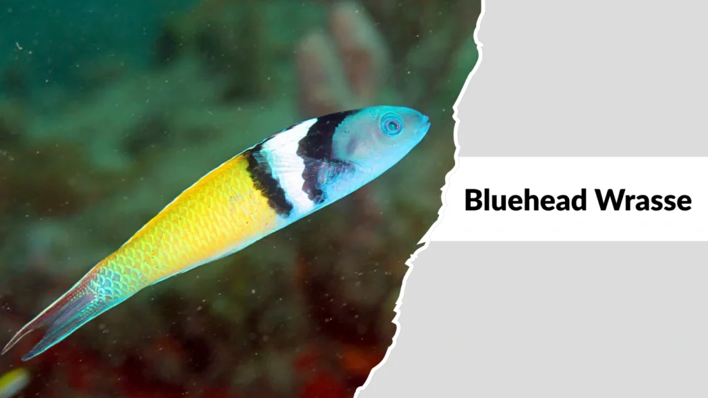 Bluehead Wrasse