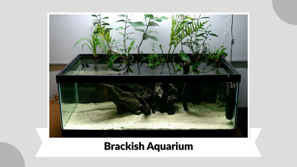 Brackish Aquarium