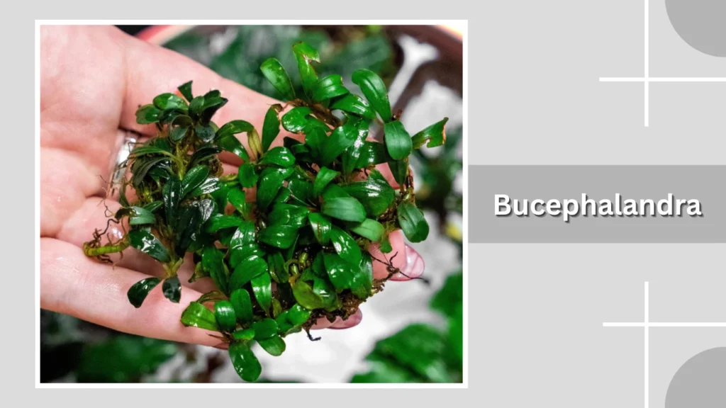 Bucephalandra
