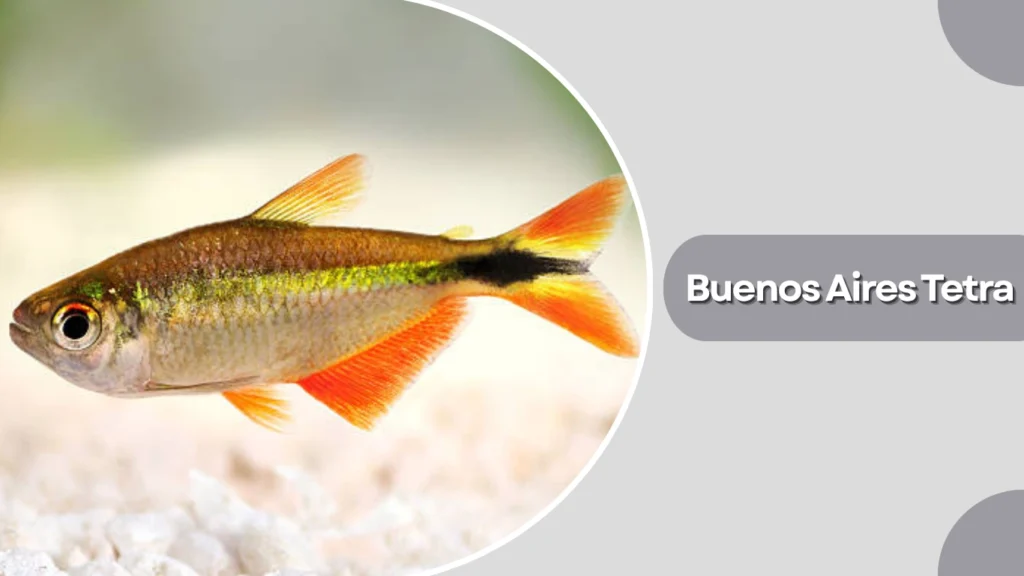 Buenos Aires Tetra