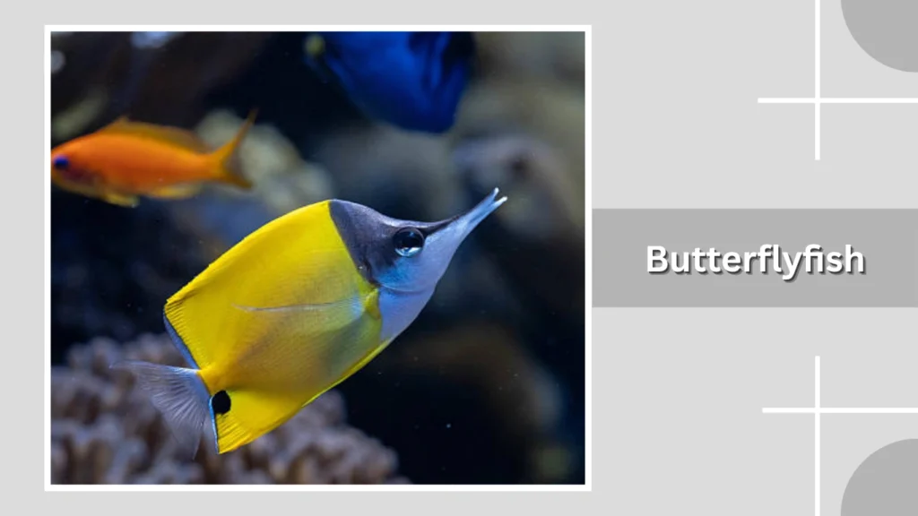 Butterflyfish
