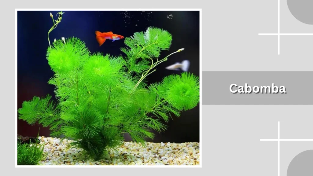 Cabomba