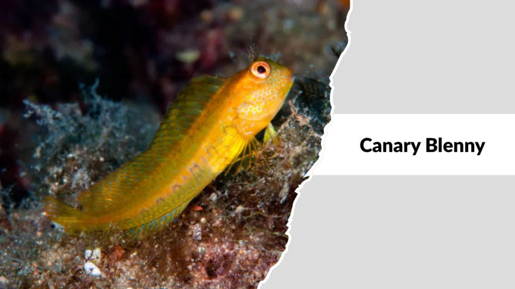 Canary Blenny