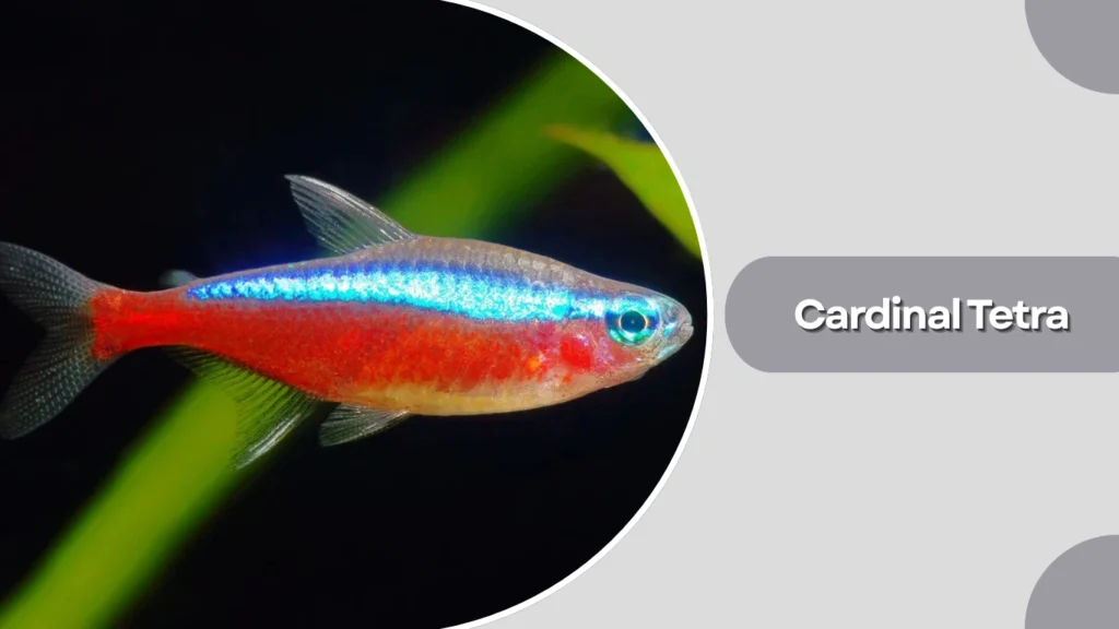 Cardinal Tetra
