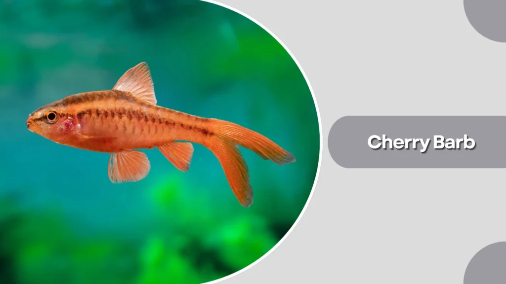 Cherry Barb