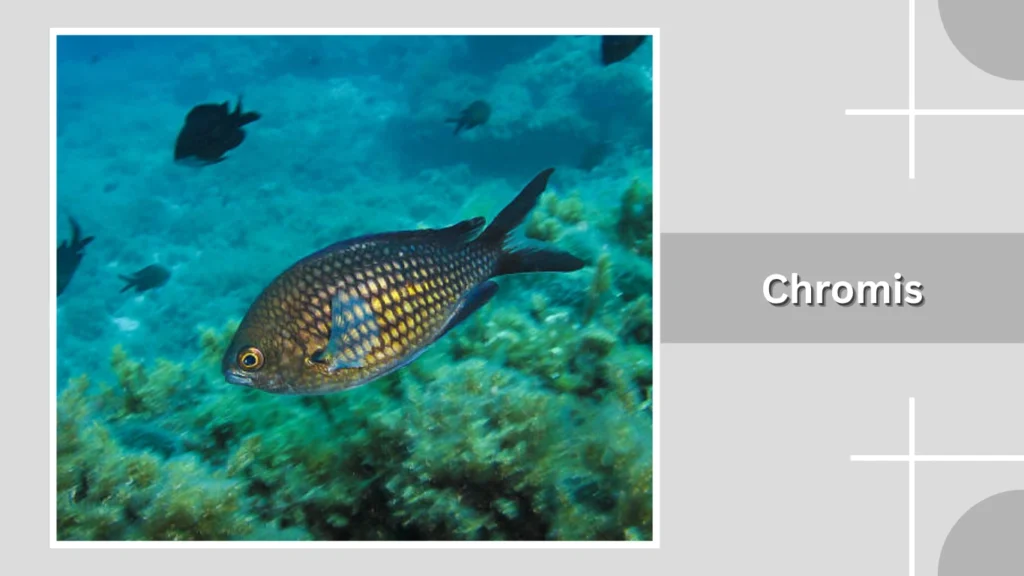 Chromis