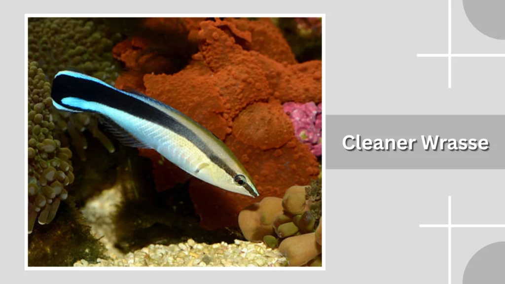 Cleaner Wrasse