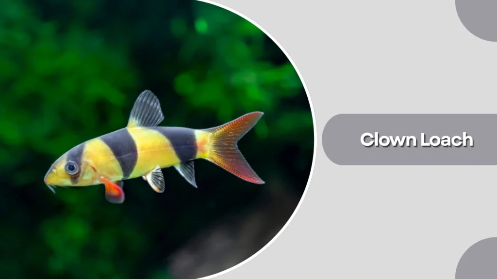 Clown Loach