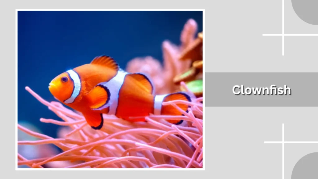 Clownfish