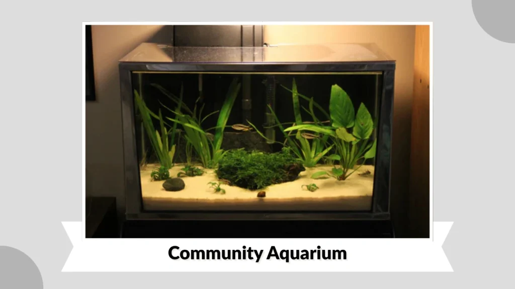 Community Aquarium